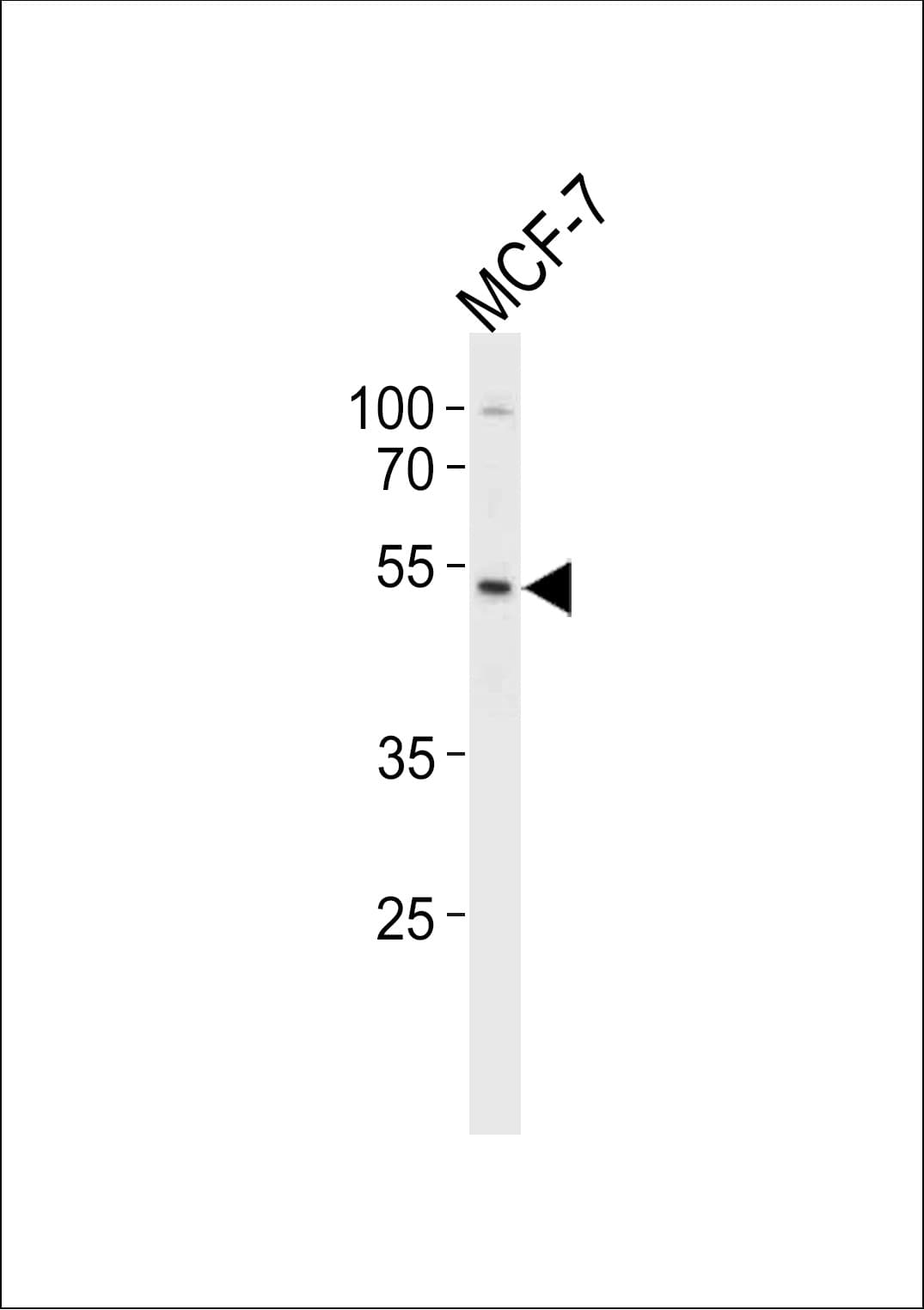 SOX4 Antibody (aa269-297)