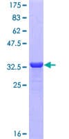 Human Neuropeptide Y / NPY Protein (Recombinant GST, N-terminus)