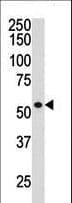 HDAC1 Antibody (aa449-482)