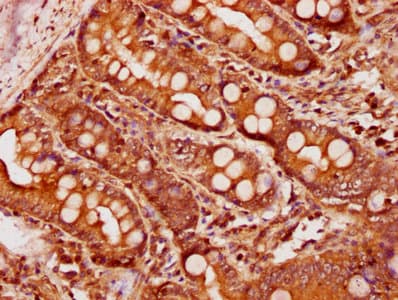 Polyclonal Rabbit anti-Human BMP4 Antibody (WB)