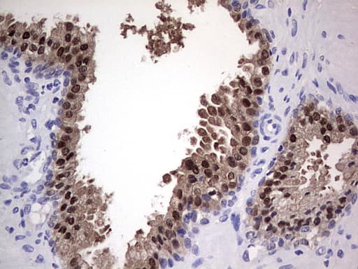 NKX3-1 Antibody (clone OTI3H7)
