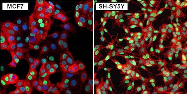 Polyclonal Goat Anti-Rabbit IgG Secondary Antibody (DY488, IHC, IF, WB)