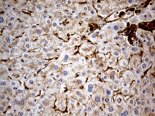 Monoclonal Mouse anti-Human MRC2 / Endo180 Antibody (clone OTI9G4, IHC, WB)