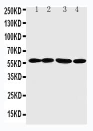 ANGPTL1 Antibody (aa477-491)
