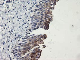 SLA2 / SLAP2 Antibody (clone OTI3E3)