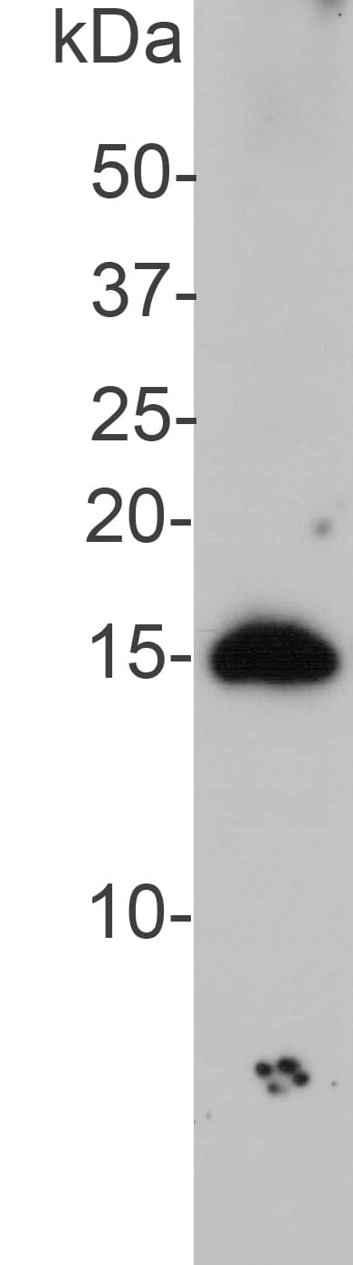 SNCA / Alpha-Synuclein Antibody