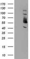 SNX8 Antibody (clone OTI4B4)