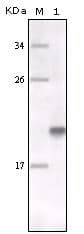 MER / MERTK Antibody (aa212-368, clone 7E5G1)
