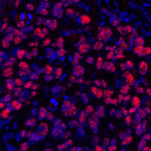 SOX10 Antibody (aa416-466)