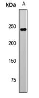 MAPKBP1 Antibody