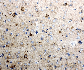 CYCS / Cytochrome c Antibody