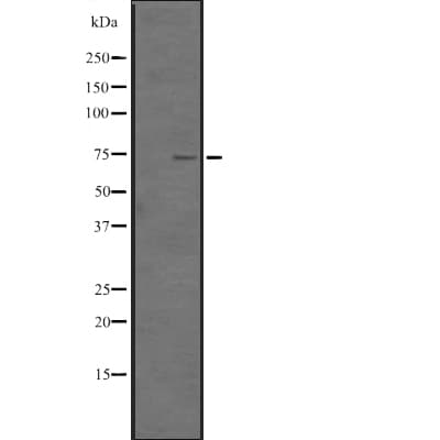TNFSF18 / GITRL Antibody