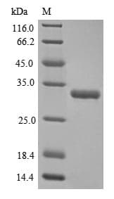 Human FGF2 / Basic FGF Protein (Recombinant 6His-SUMO, N-terminus)
