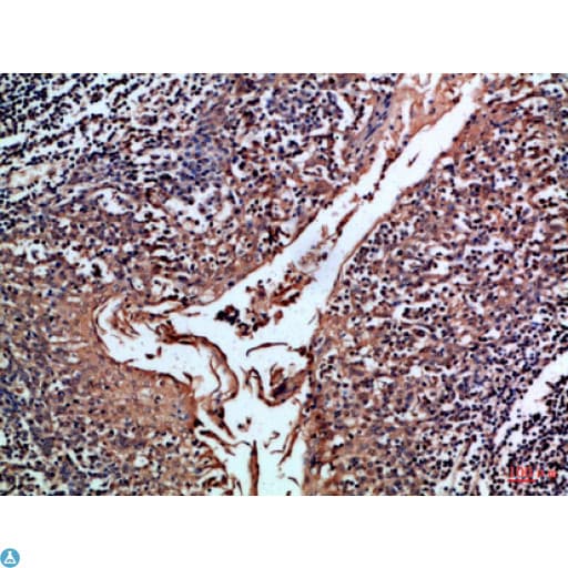 Polyclonal Rabbit anti-Human CD24 Antibody (IHC, WB)