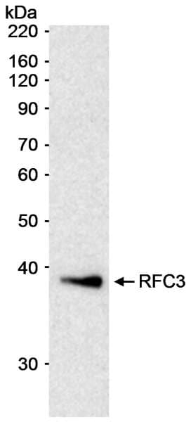 RFC3 Antibody (aa80-110)