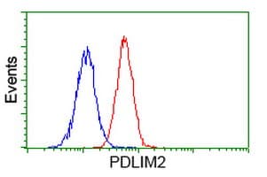 PDLIM2 / SLIM Antibody (clone OTI1D12)
