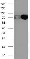 PDIA4 / ERP72 Antibody (clone OTI2B11)
