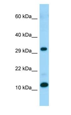 Polyclonal Rabbit anti-Human RPL34 / Ribosomal Protein L34 Antibody (C-Terminus, WB)