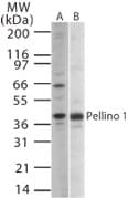 IHC-plus™ PELI1 / Pellino 1 Antibody (aa121-135)