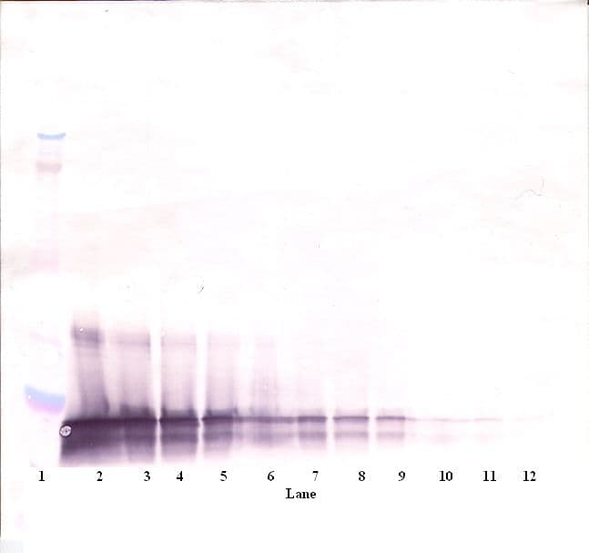KITLG / SCF Antibody