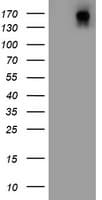 Monoclonal Mouse anti-Human DOT1L / DOT1 Antibody (clone OTI11H2, aa1008-1424, WB)
