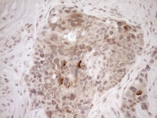 PARG Antibody (aa1-367, clone OTI6F4, Carrier-free)
