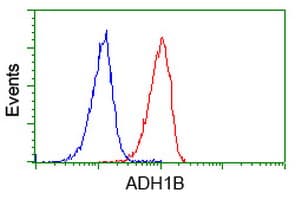 ADH2 / ADH1B Antibody (clone OTI5D7)