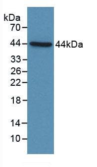 Complement C4b Antibody