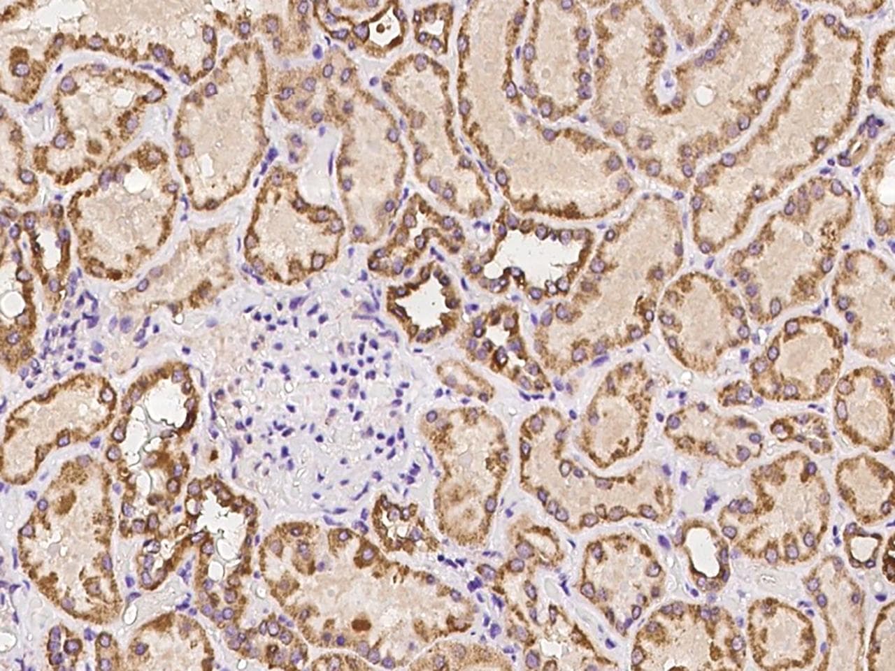 AMIGO2 Antibody
