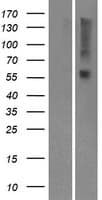 Human OR9I1 Protein (Over-Expression Lysate Myc-DDK (Flag))