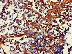 FPR3 / FPRL2 Antibody