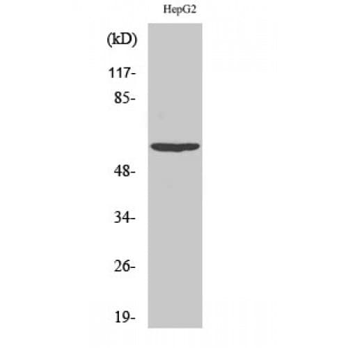 Polyclonal Rabbit anti-Human AKT1 Antibody (70-150 aa, IHC, IF, WB)