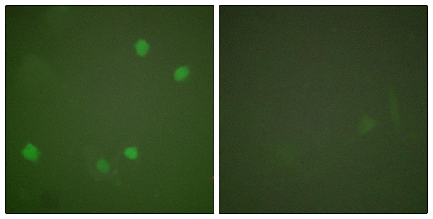 HDAC3 Antibody