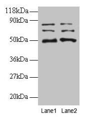 VOPP1 / ECOP Antibody