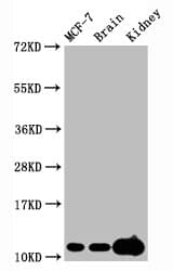 HIST1H4I Antibody