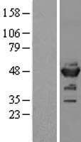 ENO2 / NSE Protein (Over-Expression Lysate Myc-DDK (Flag))