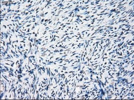 PRKY Antibody (clone OTI6H3, Carrier-free)