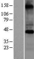COX10 Protein (Over-Expression Lysate Myc-DDK (Flag))