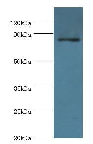 STRN / Striatin Antibody (aa581-780)