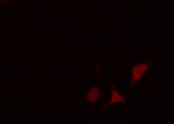 ARFGAP3 Antibody