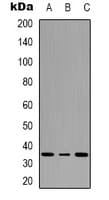 ATF1 Antibody (phospho-Ser63)
