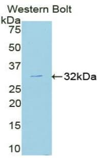 MAPK8 / JNK1 Antibody (aa138-382, Biotin)
