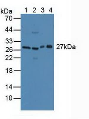 CLEC10A / CD301 Antibody (aa69-273)