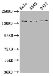 CNGB1 Antibody