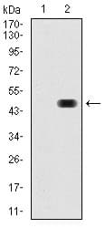 RAP1A Antibody (clone 5F8G2)