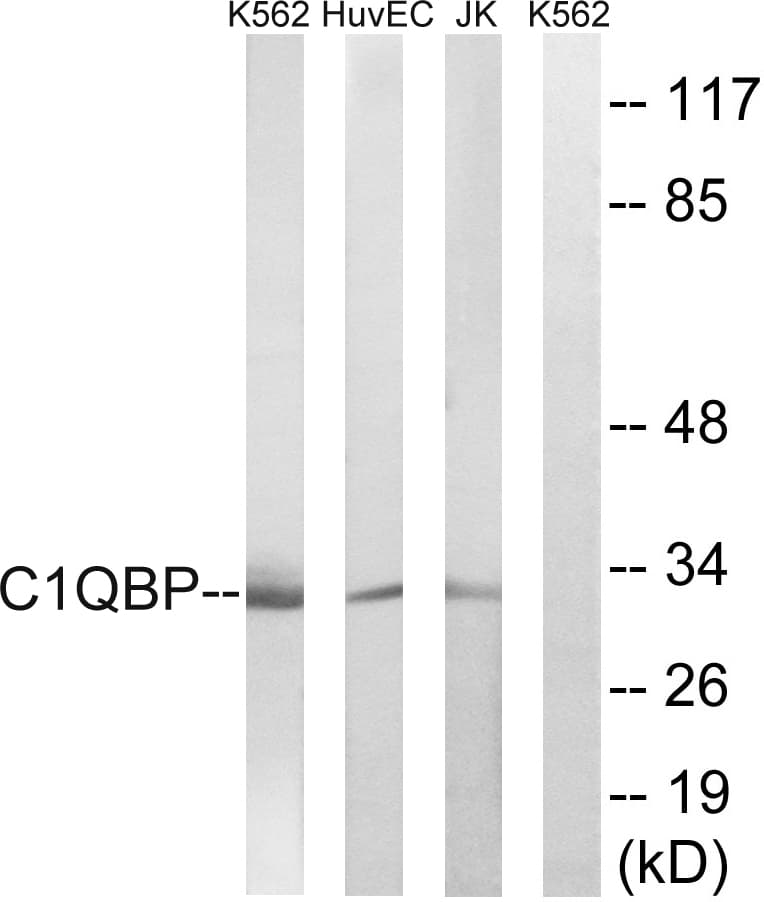 IHC-plus™ GC1qR / C1QBP Antibody (aa61-110)