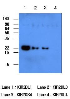 KIR2DL1 / CD158a Antibody (clone 2F9)