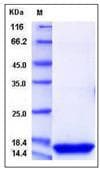 Mouse Reg3d Protein (Recombinant His,C-terminus)