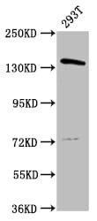 POLG Antibody