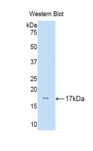 CUBN / Cubilin Antibody (aa3157-3274, Biotin)